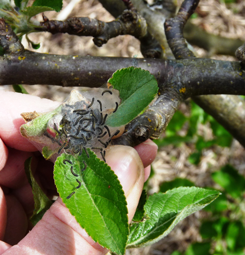 N. tent caterpillar small nest